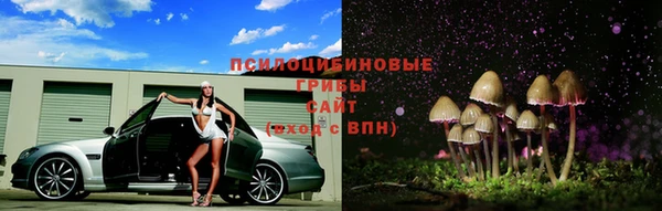 стаф Аркадак