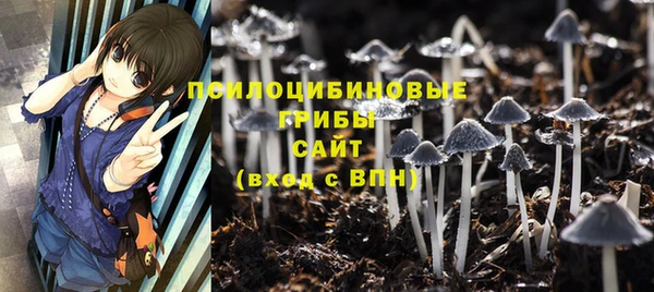 стаф Аркадак
